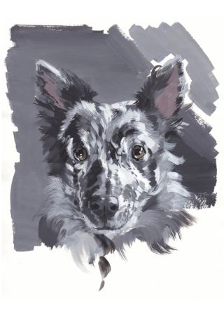 Watercolour Collie Dog Pet Portrait