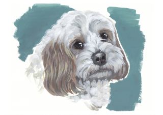 Watercolour Cavapoo Dog Pet Portrait