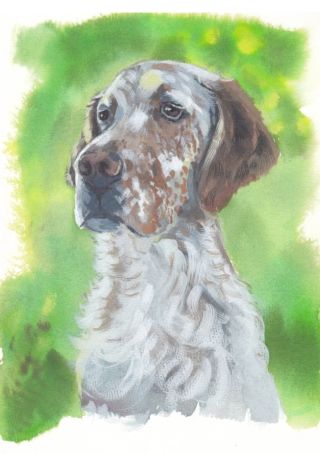 Watercolour Pet Portrait Setter